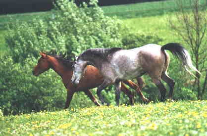 Vollblutaraberstuten: Marousha und Mascaya