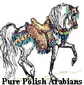PURE POLISH ARABIANS - Polnisch gezogene Vollblutaraber -