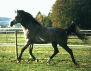 Walinor